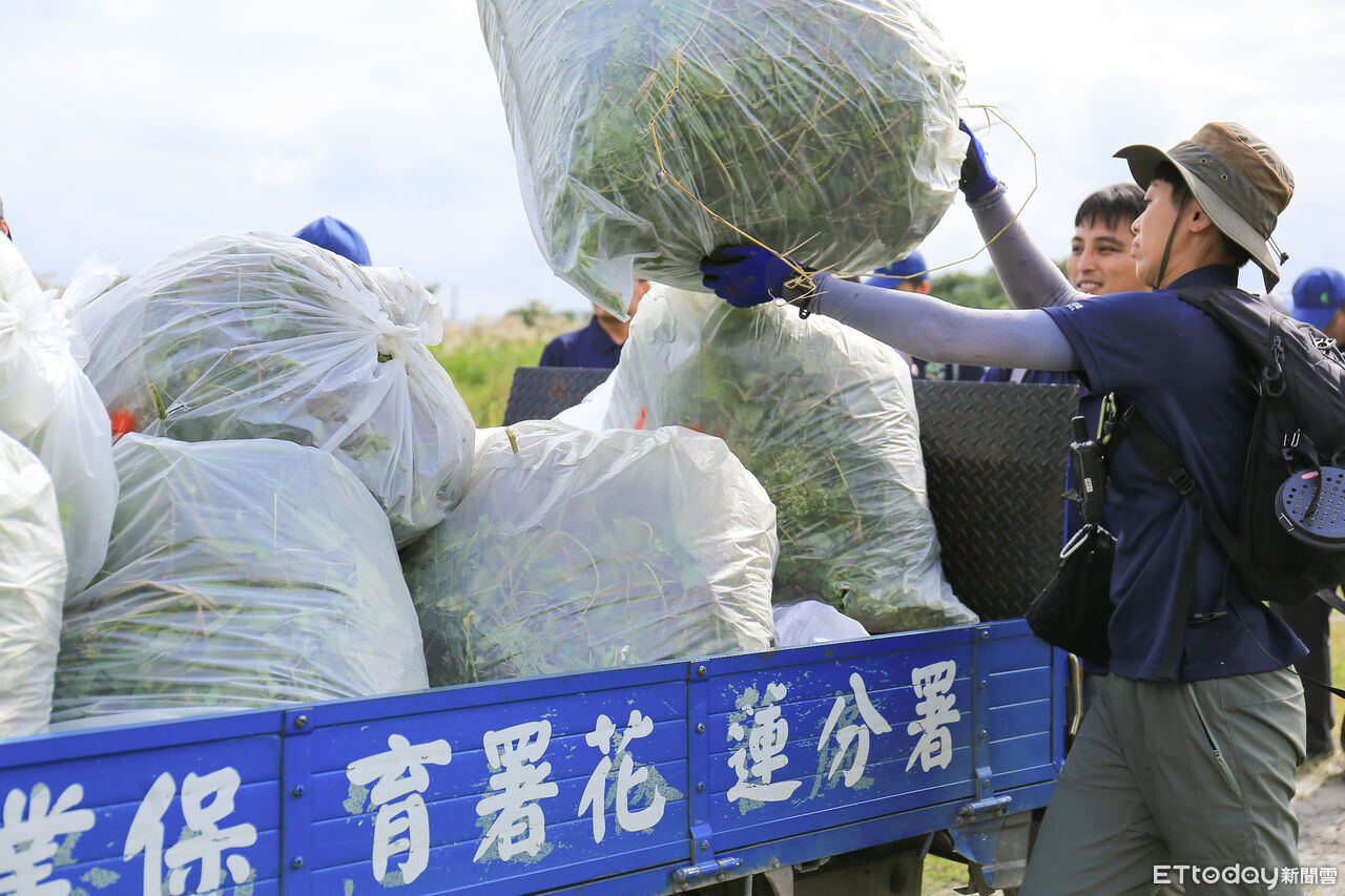 外來「綠癌」失控蔓延！花蓮百人聯手除蔓護岸...清除131公斤