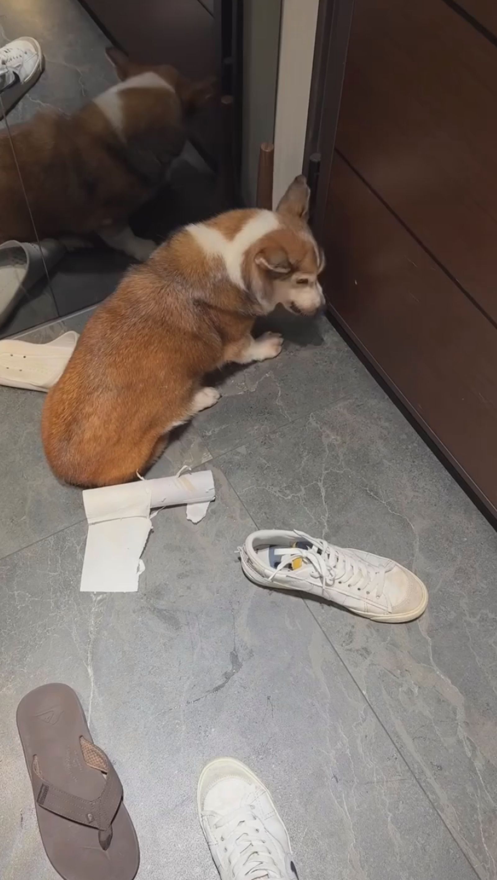 柯基犬嚇到縮在角落。（翻攝Threads）