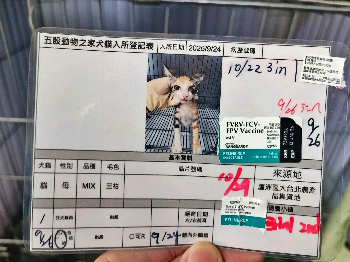 ▲小三花幼貓左眼重傷獲救 新北動保即時手術助重生。（圖／新北市動保處提供）