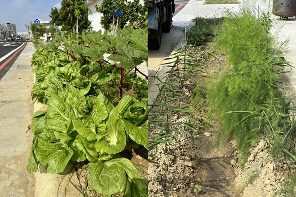 ▲▼台南式分享人行道綠帶變開心農場的照片，讓許多網友笑翻。（圖／翻攝臉書／台南式 Tainan Style）