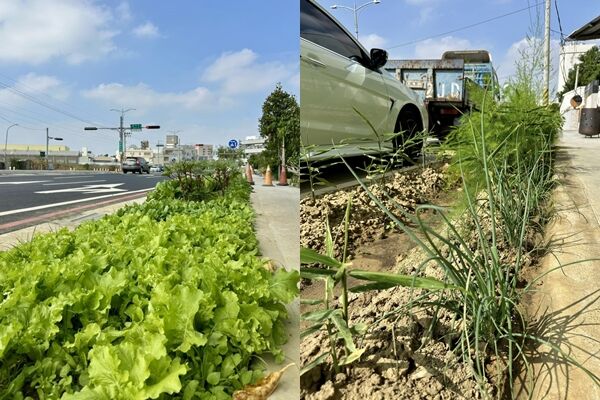 ▲▼台南式分享人行道綠帶變開心農場的照片，讓許多網友笑翻。（圖／翻攝臉書／台南式 Tainan Style）