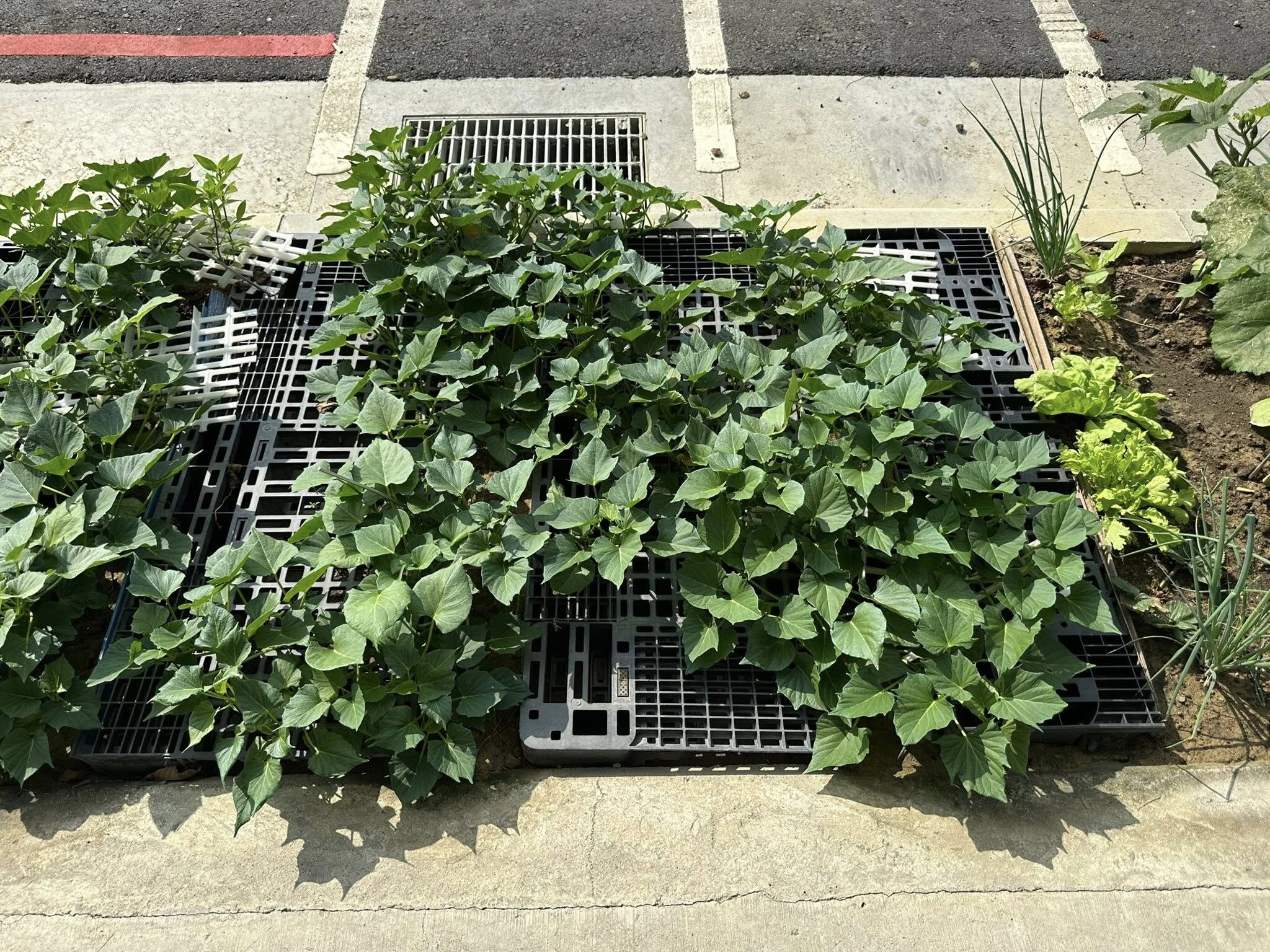 ▲▼台南式分享人行道綠帶變開心農場的照片，讓許多網友笑翻。（圖／翻攝臉書／台南式 Tainan Style）