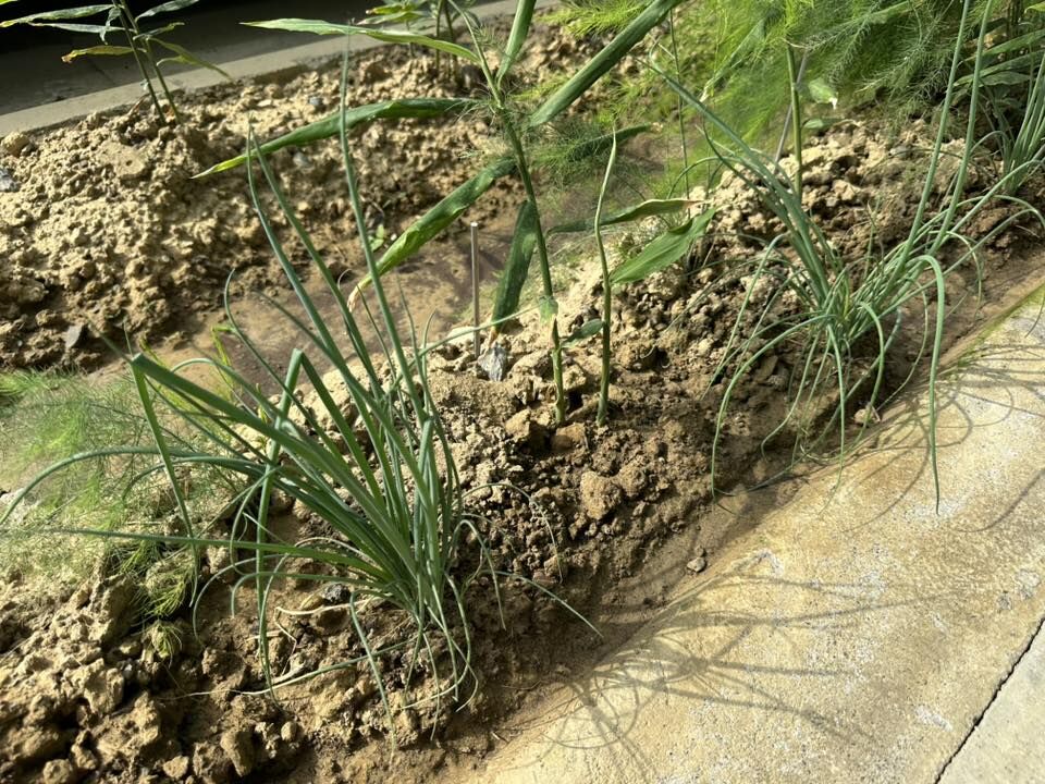 ▲▼台南式分享人行道綠帶變開心農場的照片，讓許多網友笑翻。（圖／翻攝臉書／台南式 Tainan Style）