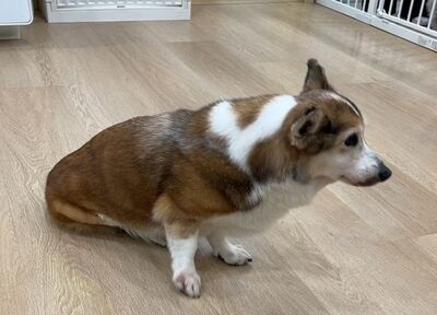 失智柯基犬「秋刀魚」遭虐 昨晚飼主到案說明:一時情緒失控