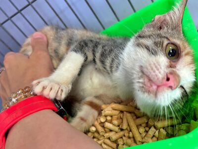 三花幼貓眼球突出重傷獲救　新北動保即時手術助重生