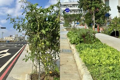 台南人行道綠帶「變開心農場」！粉專笑瘋：這條路好好吃