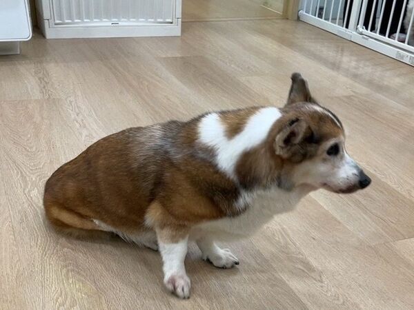 ▲▼柯基犬疑遭虐！北市動保處緊急介入安置送醫。（圖／北市動保處）