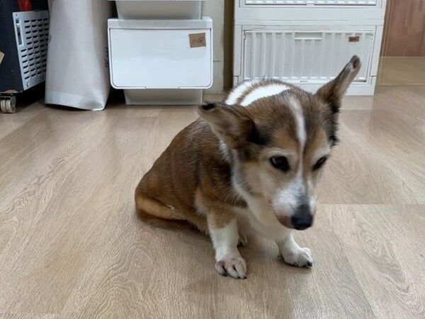 ▲▼柯基犬疑遭虐！北市動保處緊急介入安置送醫。（圖／北市動保處）