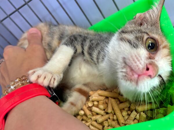 ▲小三花幼貓左眼重傷獲救 新北動保即時手術助重生。（圖／新北市動保處提供）