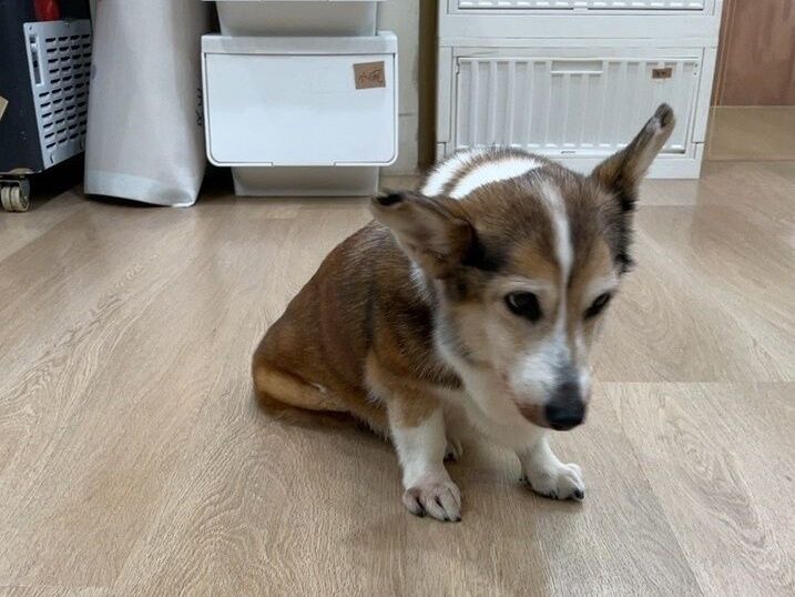 手搖飲老闆疑虐失智柯基!牙醫配偶遭出征 急發聲明:看影片才知