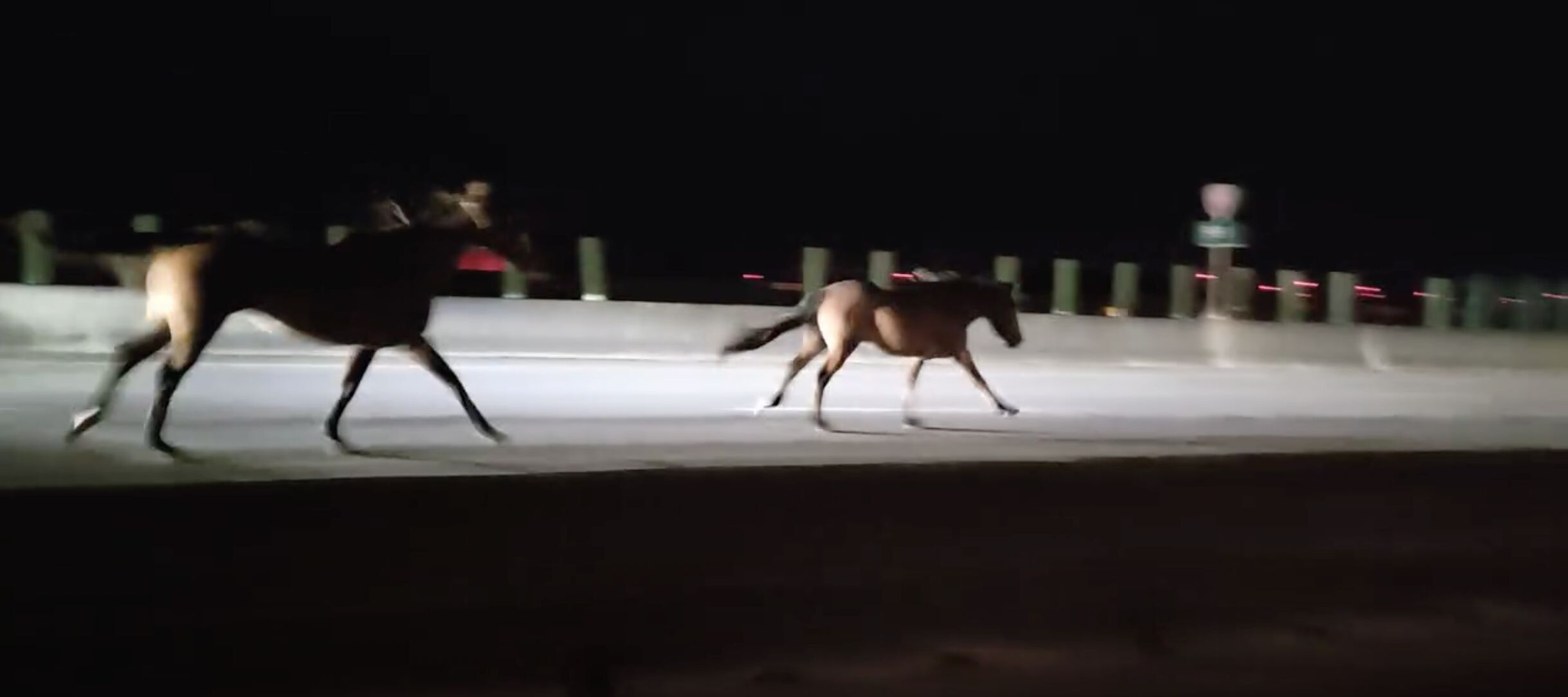 ▲▼2匹馬誤闖台61線西濱快速道路，其中一匹馬之後與汽車相撞亡。（圖／翻攝臉書）