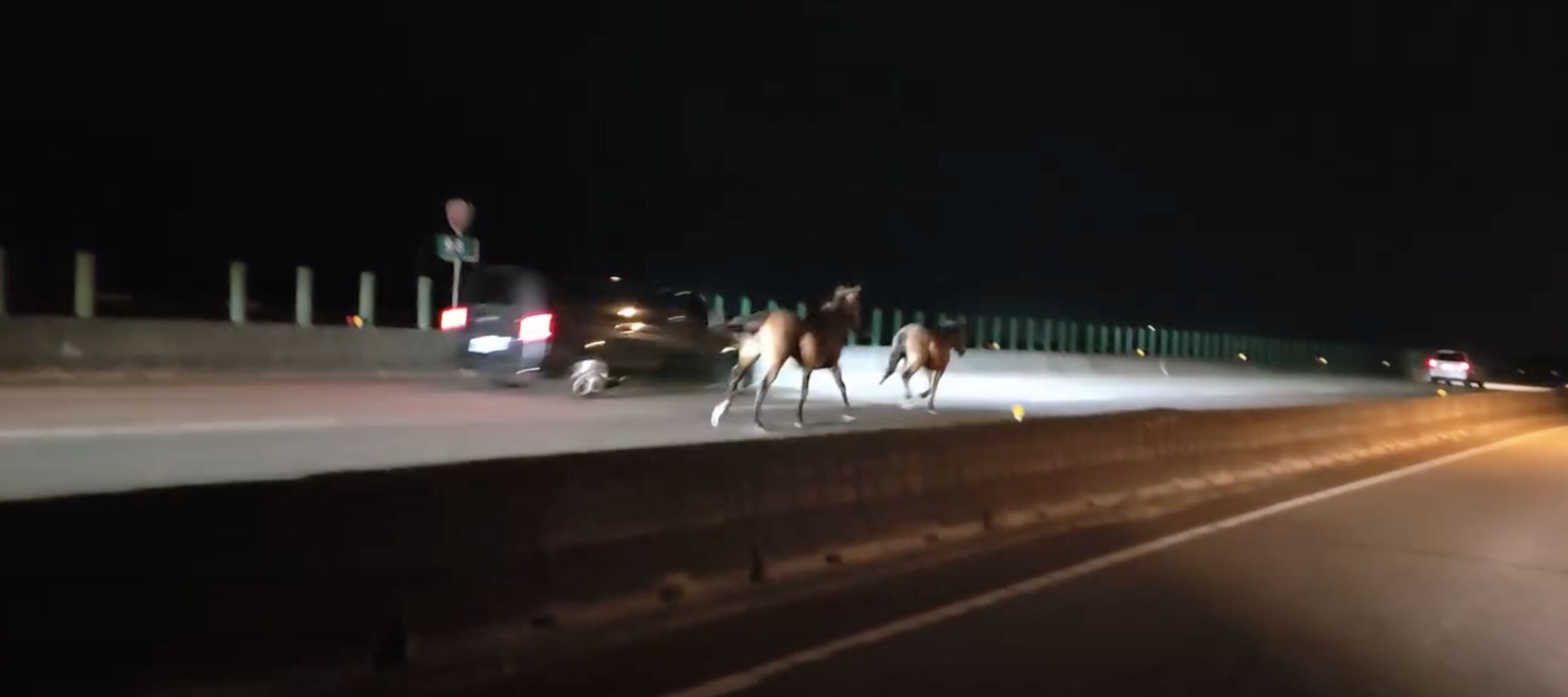 ▲▼2匹馬誤闖台61線西濱快速道路，其中一匹馬與汽車相撞死亡。（圖／翻攝臉書）