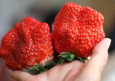 網傳「畸形大草莓」都打激素？　陸專家駁斥：是蜜蜂偷懶