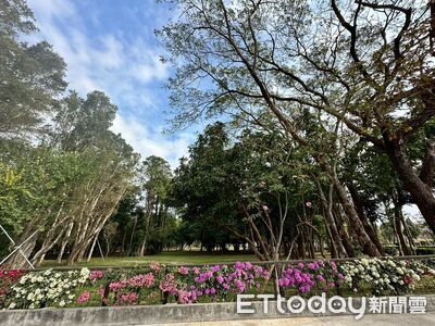 台南山上水道博物館花季登場! 聖誕白雪、九重葛齊放映襯百年建築