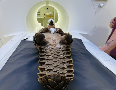 穿山甲遭盜獵2周沒吃喝太虛弱　照核磁共振「唯一保命辦法」　