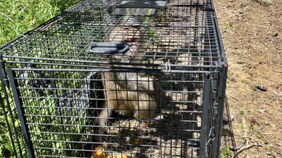 世界猴子日宣導防猴衝突　新北動保處：記住「5大原則」