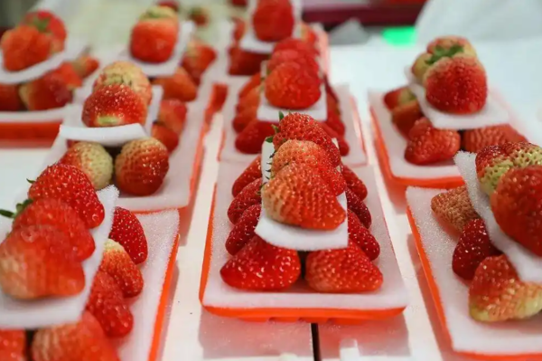 ▲不少人質疑草莓農藥殘留多。（圖／新華社）