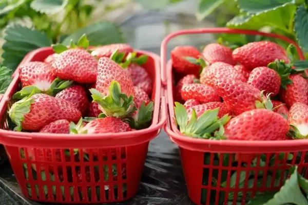 ▲中國草莓季節到來了。（圖／新華社）