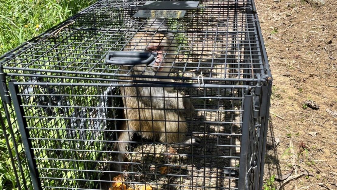 世界猴子日宣導防猴衝突 新北動保處:記住「5大原則」