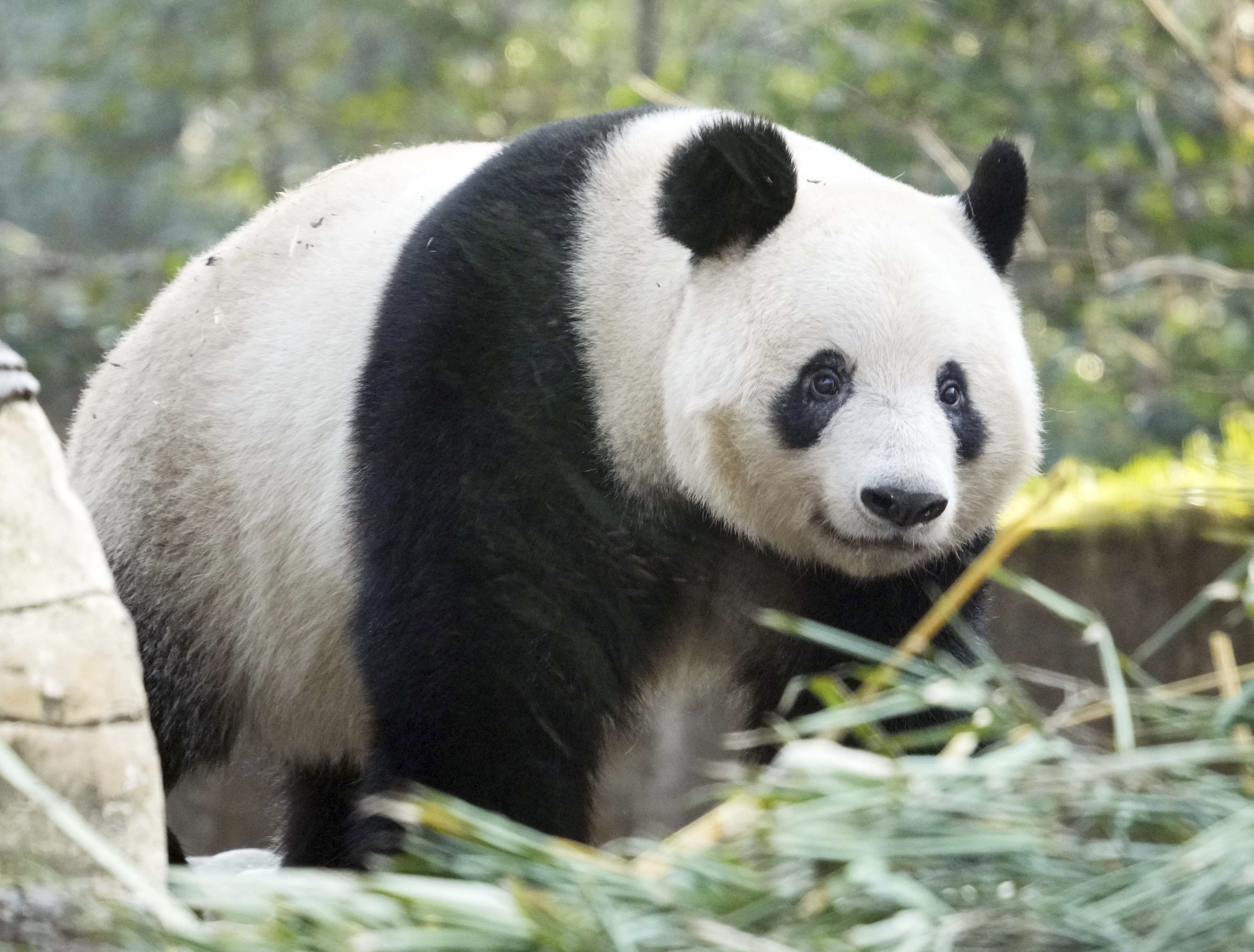 ▲▼日本東京上野動物園僅存的2隻熊貓曉曉、蕾蕾預計明年1月返回中國，而牠們的姊姊「香香」返回中國後似乎看起來相當開心。（圖／達志影像／美聯社）
