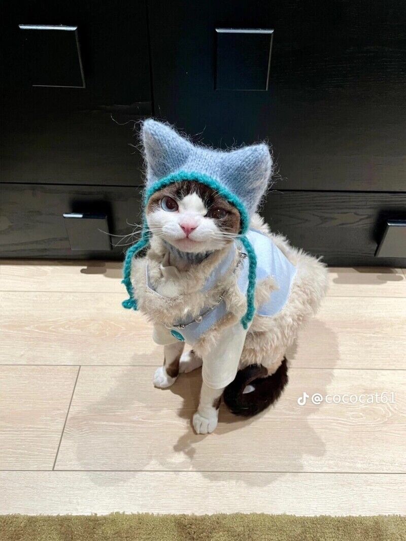 這隻時尚小貓必須追蹤！帥氣小表情+時髦衣品萌翻了，可鹽可甜比你還會穿搭！
