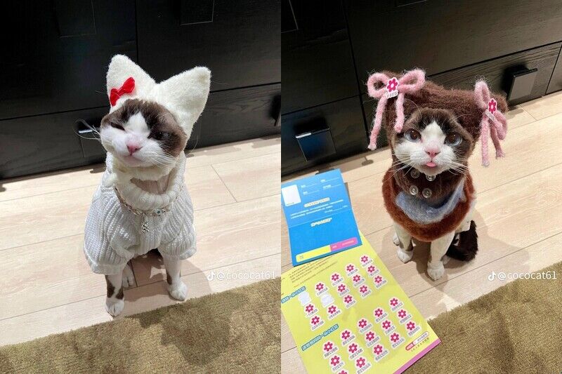 這隻時尚小貓必須追蹤！帥氣小表情+時髦衣品萌翻了，可鹽可甜比你還會穿搭！