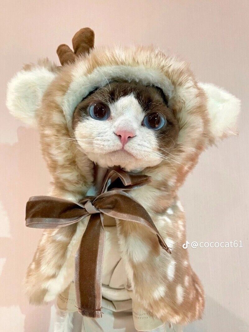 這隻時尚小貓必須追蹤！帥氣小表情+時髦衣品萌翻了，可鹽可甜比你還會穿搭！