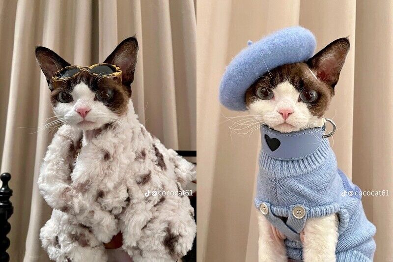這隻時尚小貓必須追蹤！帥氣小表情+時髦衣品萌翻了，可鹽可甜比你還會穿搭！