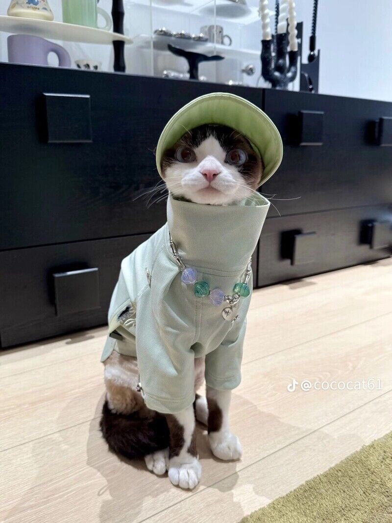 這隻時尚小貓必須追蹤！帥氣小表情+時髦衣品萌翻了，可鹽可甜比你還會穿搭！
