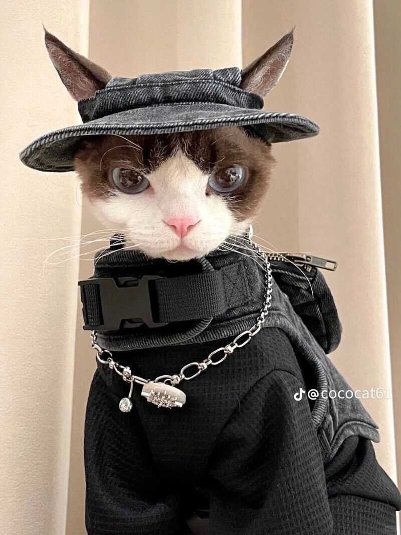 這隻時尚小貓必須追蹤！帥氣小表情+時髦衣品萌翻了，可鹽可甜比你還會穿搭！
