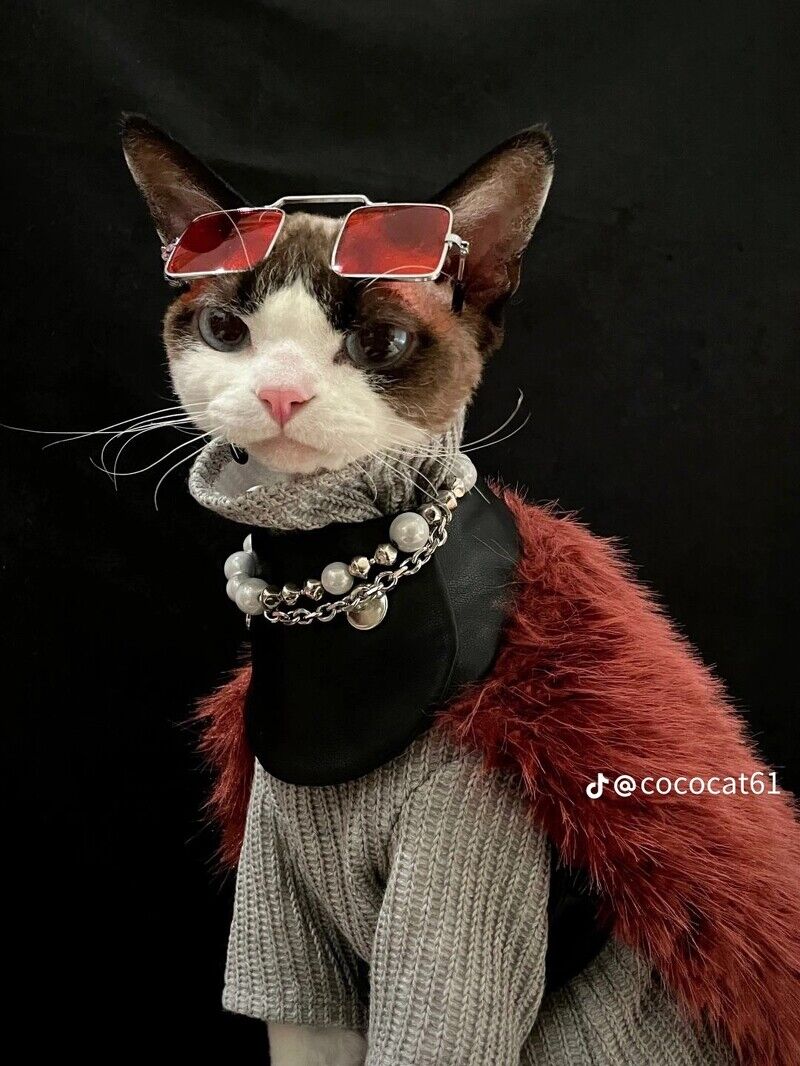 這隻時尚小貓必須追蹤！帥氣小表情+時髦衣品萌翻了，可鹽可甜比你還會穿搭！