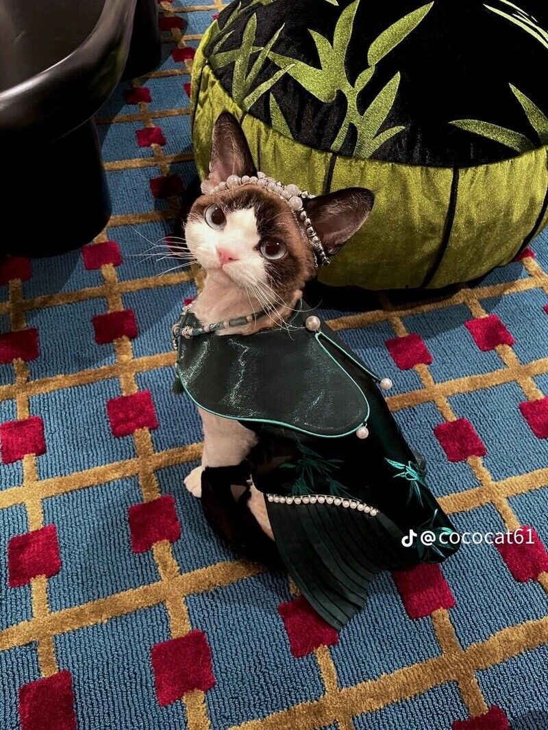 這隻時尚小貓必須追蹤！帥氣小表情+時髦衣品萌翻了，可鹽可甜比你還會穿搭！