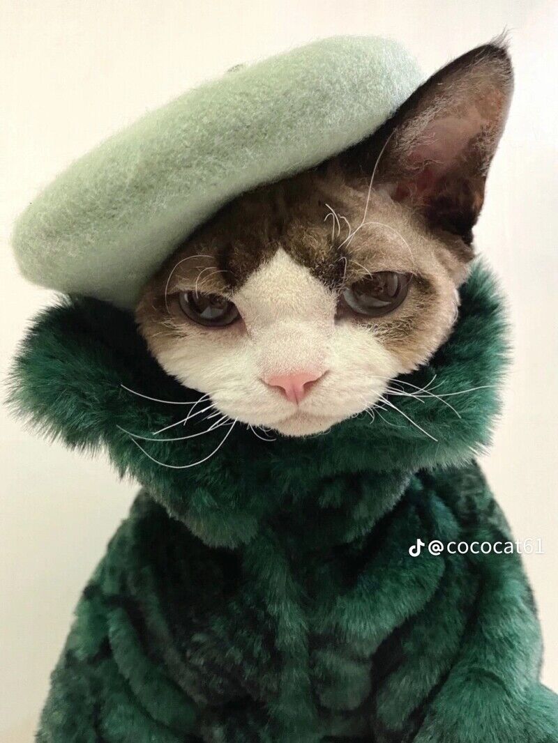 這隻時尚小貓必須追蹤！帥氣小表情+時髦衣品萌翻了，可鹽可甜比你還會穿搭！