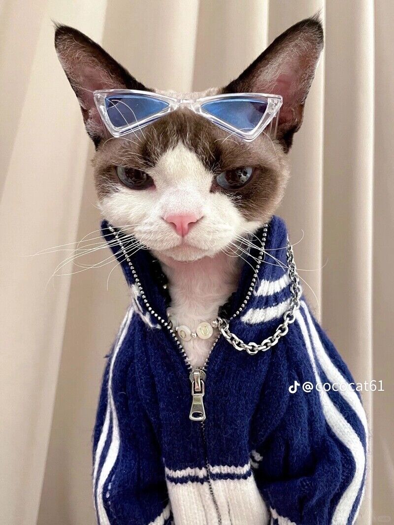這隻時尚小貓必須追蹤！帥氣小表情+時髦衣品萌翻了，可鹽可甜比你還會穿搭！