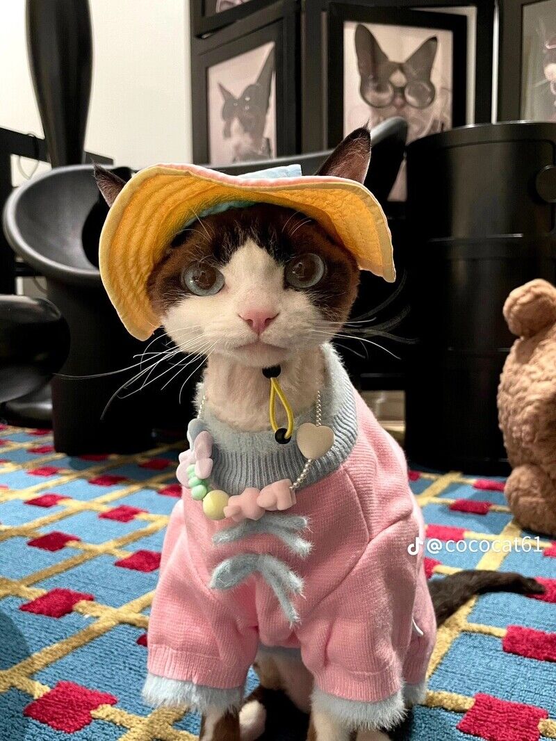 這隻時尚小貓必須追蹤！帥氣小表情+時髦衣品萌翻了，可鹽可甜比你還會穿搭！