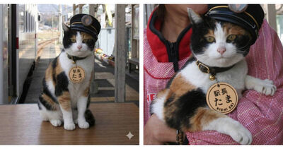 和歌山二代貓站長辭世!500人淚別天使 貓後輩「一舉動」超催淚