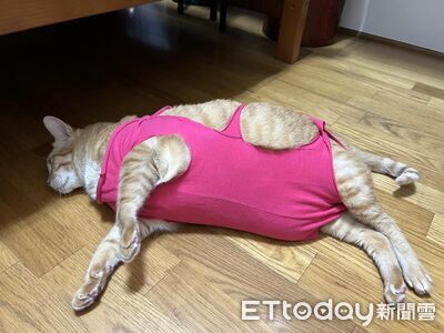 胖橘穿手工防舔衣　變身「性感五花肉」肥美腰身超凸顯