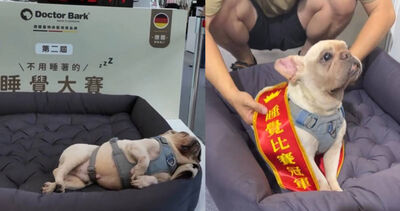 寵物展睡覺比賽！法鬥狂睡2小時奪冠　民眾被萌翻：睡到圍紅龍