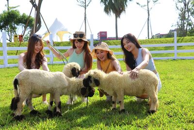 台中2千坪「美樂地親子農場」試營運