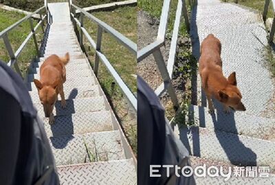 出門遇到「毛毛跟蹤狂」他錄影蒐證！　每走一步就默契前進