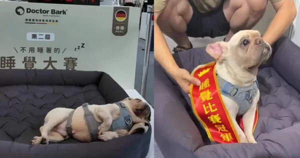 拿下寵物睡覺冠軍的法鬥「富貴」。（圖／翻攝自Threads@doctorbark.tw）