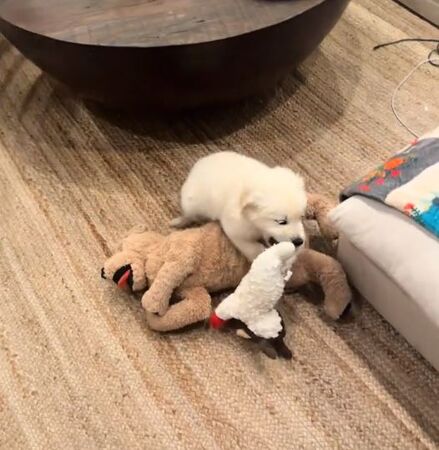 ▲。（圖／翻攝自TikTok／@codythegoldenboy）