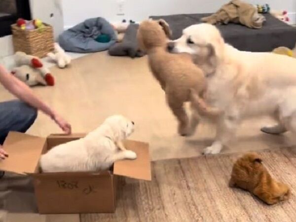 ▲。（圖／翻攝自TikTok／@codythegoldenboy）