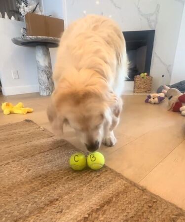 ▲。（圖／翻攝自TikTok／@codythegoldenboy）