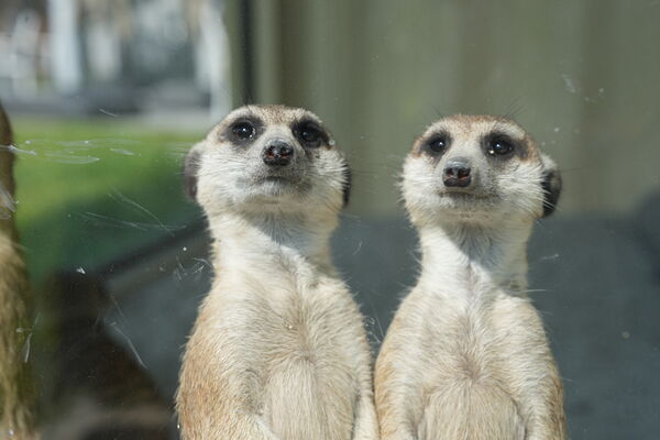▲麗寶樂園內全新「美樂地親子農場」試營運期間，樂園遊客免費體驗。（圖／業者提供）