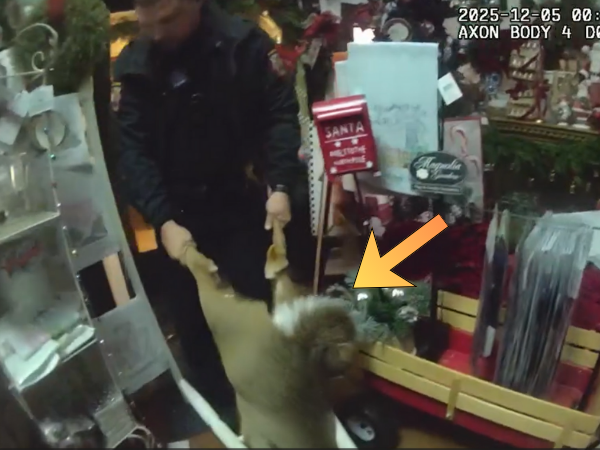 ▲「馴鹿」撞破門窗闖聖誕商店　警到場調侃：是要找雪撬上班嗎？。（圖／翻攝自Facebook／Jonesborough Police Department）