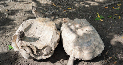 蘇卡達象龜打架「翻車」遊客笑瘋！保育員勸架被遷怒　園方揭真相