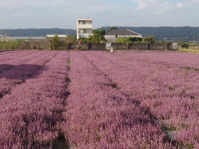 台版羅旺斯爆紅！彰化芬園紫色仙草花海秘境　遊客爆滿車亂停