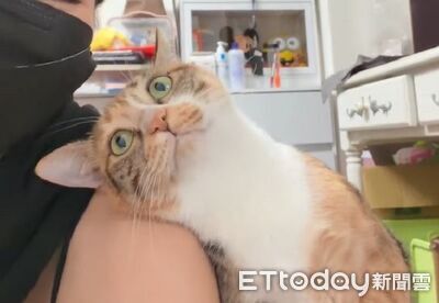 朋友拜託顧貓「很兇很流氓」　結果黏TT狂蹭猛聞超撒嬌
