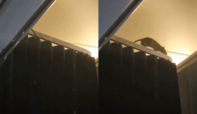 老鼠闖機艙「爬進座位上方行李櫃」　飛機緊急停飛250名乘客滯留